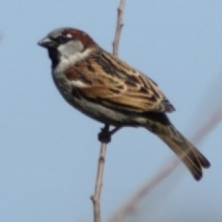 Profile picture of SallySparrow