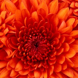 Profile picture of SfunderlandPrincess