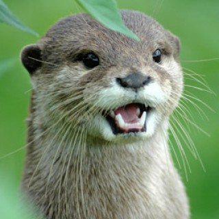 Profile picture of TheDoctorsOtter