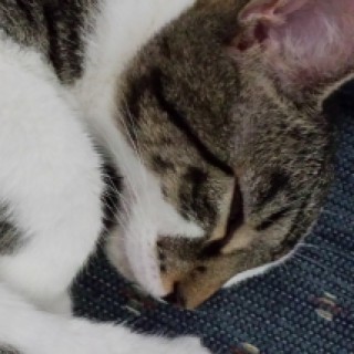 Profile picture of catladymeow