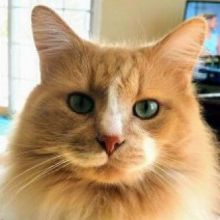 Profile picture of WibblyWobblyTimeyWimeyStuff