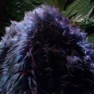 Profile picture of Wester