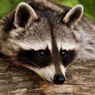 Profile picture of melLouie