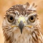 Profile picture of Peargrins